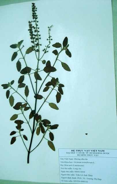 Tiêu bản: