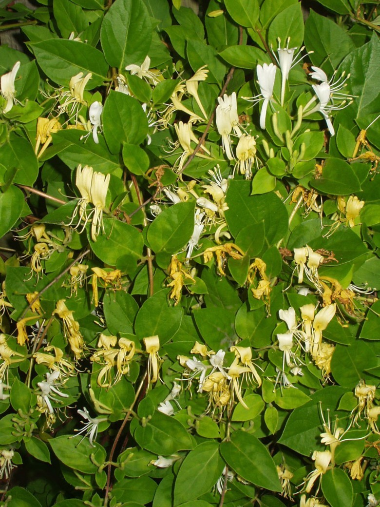 Cây kim ngân hoa có tên khoa học Lonicera japonica Thunb, thuộc họ Cơm Cháy.