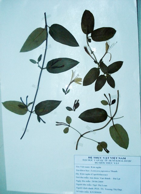Tiêu bản:
