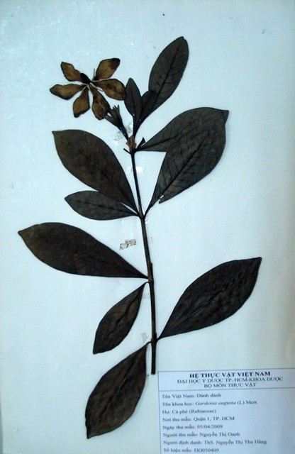 Tiêu bản: