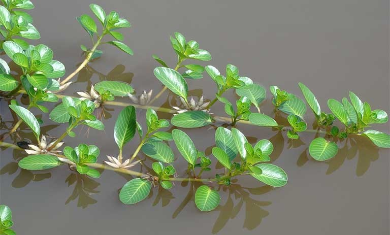 Mô tả dược liệu rau dừa nước