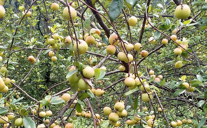 Cách dùng Sơn Tra tiêu thực giảm béo