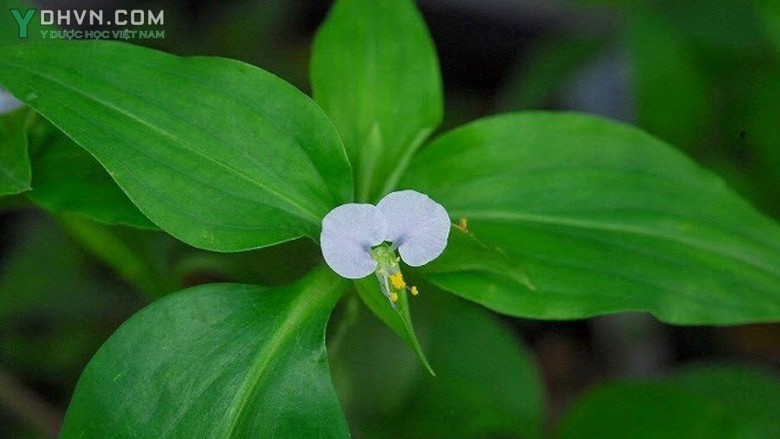 Bài thuốc chữa đau nhức khớp gối từ đỗ đen và cây cỏ lài