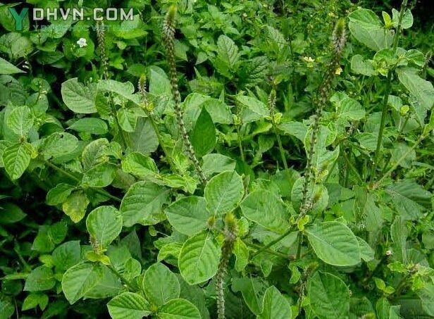 Bài thuốc chữa đau nhức khớp gối từ cây cỏ xước