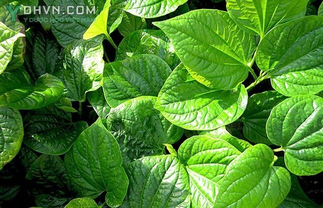 Bài thuốc chữa đau nhức khớp gối từ lá lốt