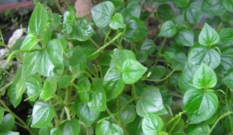Thông tin hình ảnh nhận biết đúng cây rau càng cua