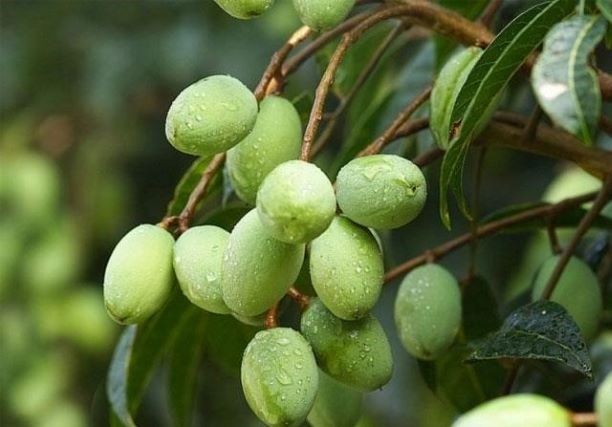 1. Đặc điểm của cây trám