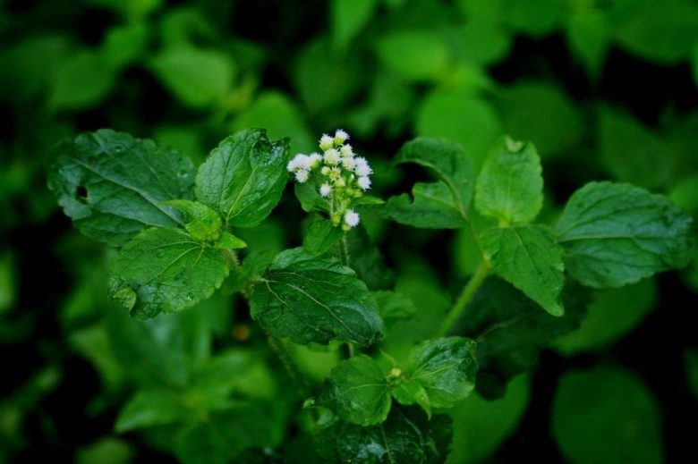 Cây dược liệu cây Cỏ cứt lợn, Cỏ hôi, Cây bù xích - Ageratum conyzoides L