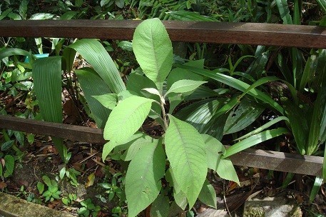 Đại bi