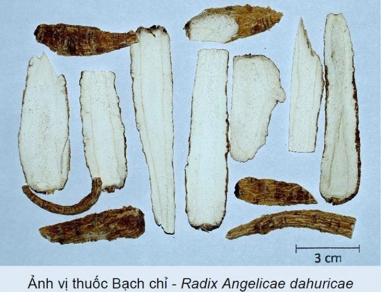 Bạch chỉ