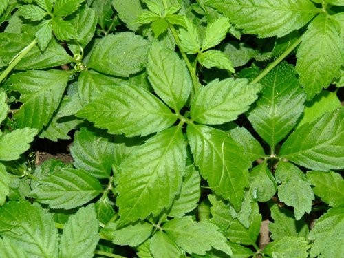 Công dụng của giảo cổ lam với sức khỏe