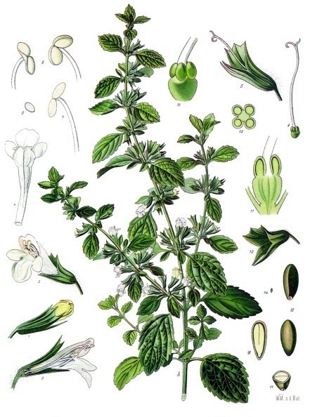 Lưu ý khi dùng tía tô đất