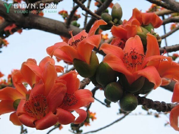 2. Bài thuốc, bài thuốc nam từ cây hoa gạo
