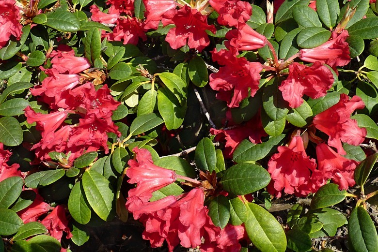 Hình ảnh hoa đỗ quyên đỏ (Rhododendron repens)