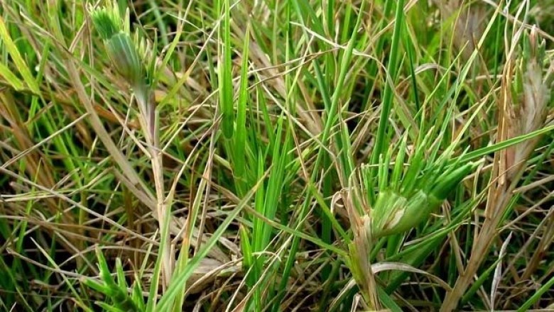 2. Cỏ gà còn có tên là cỏ ống, cỏ chỉ, tên khoa học là Cynodon dactylon Pers