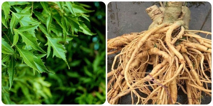 Tác hại của cây đinh lăng nếu dùng sai cách
