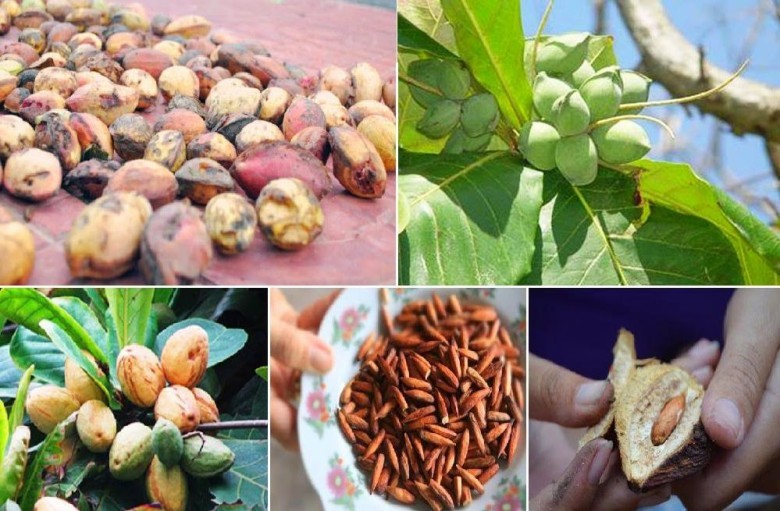 Công dụng của quả và hạt bàng đối với sức khỏe