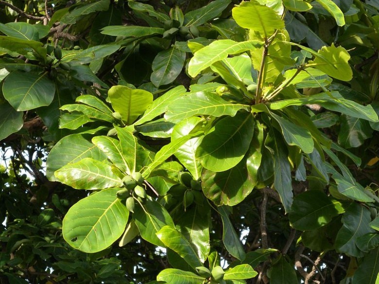 Công dụng của lá bàng đối với sức khỏe