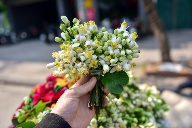 Hoa bưởi tốt cho phổi, tiêu hoá