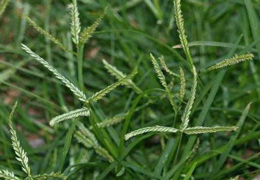 Một số bài thuốc quý từ cỏ mần trầu