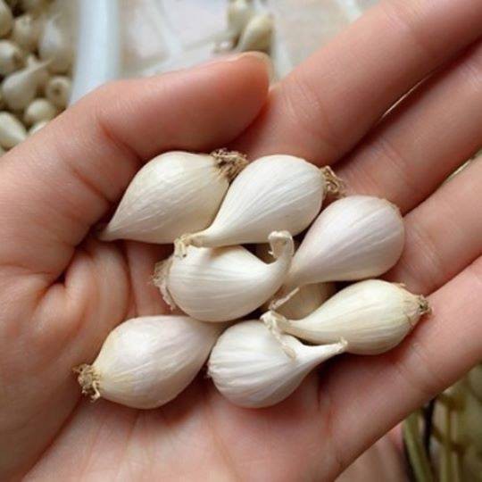 Mua tỏi Lý Sơn trồng hữu cơ để làm tỏi đen