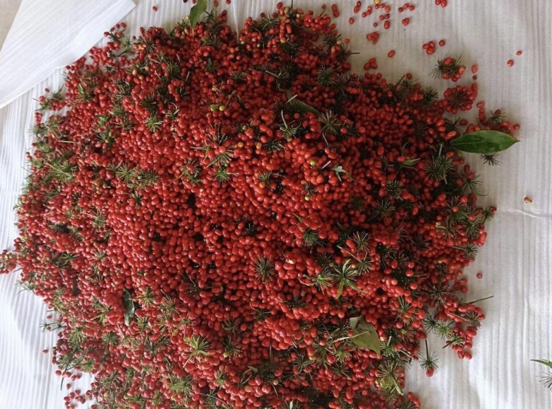 Hạt sâm Trung Quốc được bán tràn ngập tại thị trường Việt Nam với giá siêu rẻ