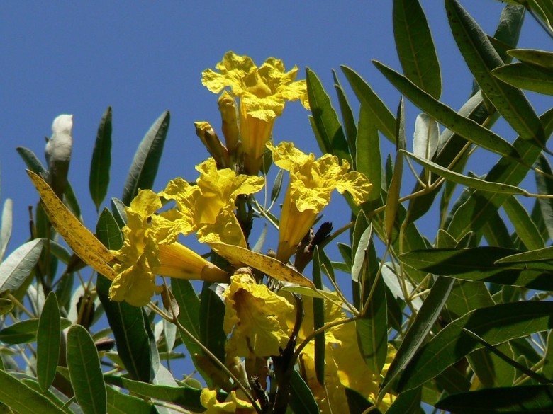 Cây Chuông vàng có tên thường gọi là cây Hoa chuông vàng. Tên khoa học: Tabebuia argentea, thuộc họ Bignoniaceae.