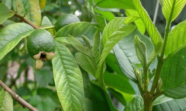 3. Lá ổi