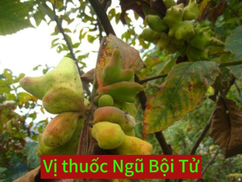 2. Thuốc ngâm rửa