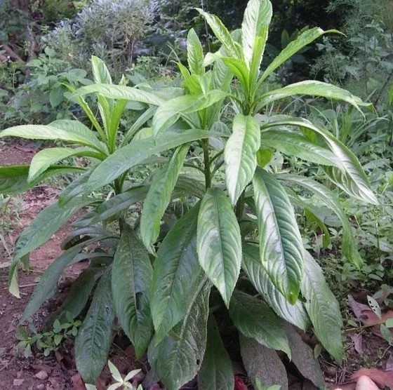Trị chứng đầy bụng bằng lá xương sông