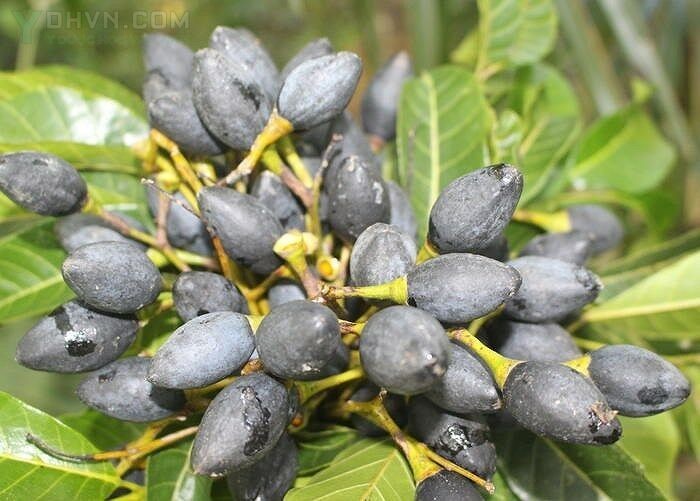 Bài thuốc từ quả trám