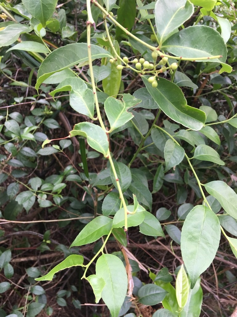 Thông tin nhân biết cây thuốc, cây dược liêu quý, cây xạ đen