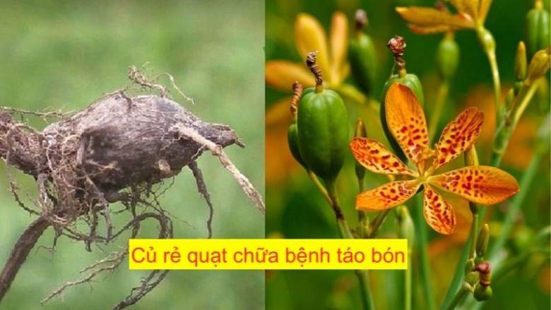 6 bài thuốc chữa táo bón