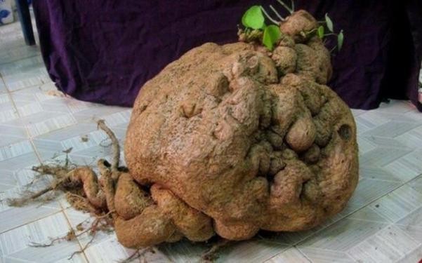 Bình vôi-Stephania glabra , Menispermaceae