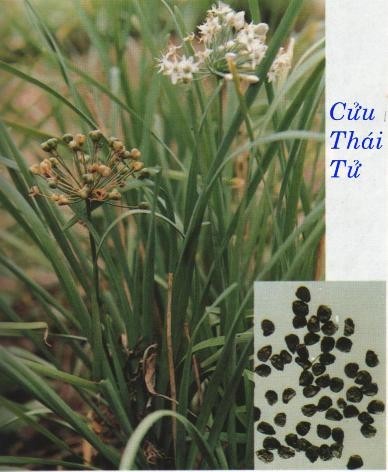 Bài 2: Hạt hẹ tốt cho nam giới