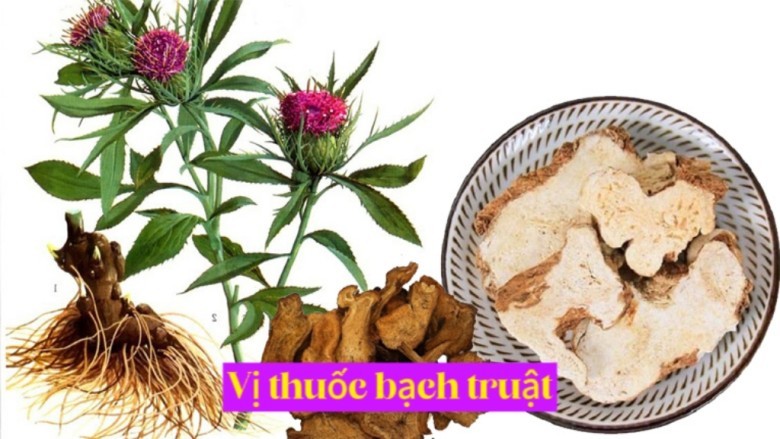 Bạch truật