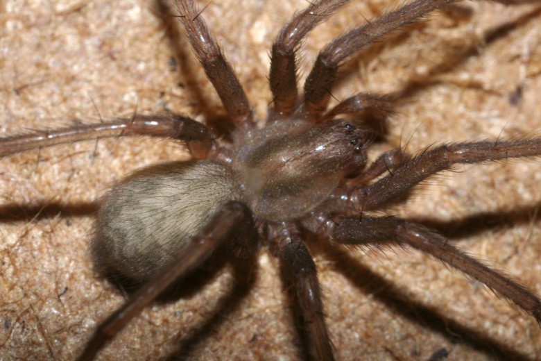 BÍCH TIỀN  (Tegenaria domestica L.)