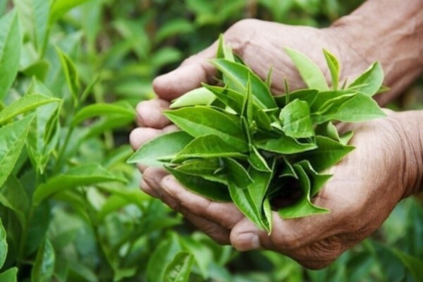 10 người không nên uống trà xanh