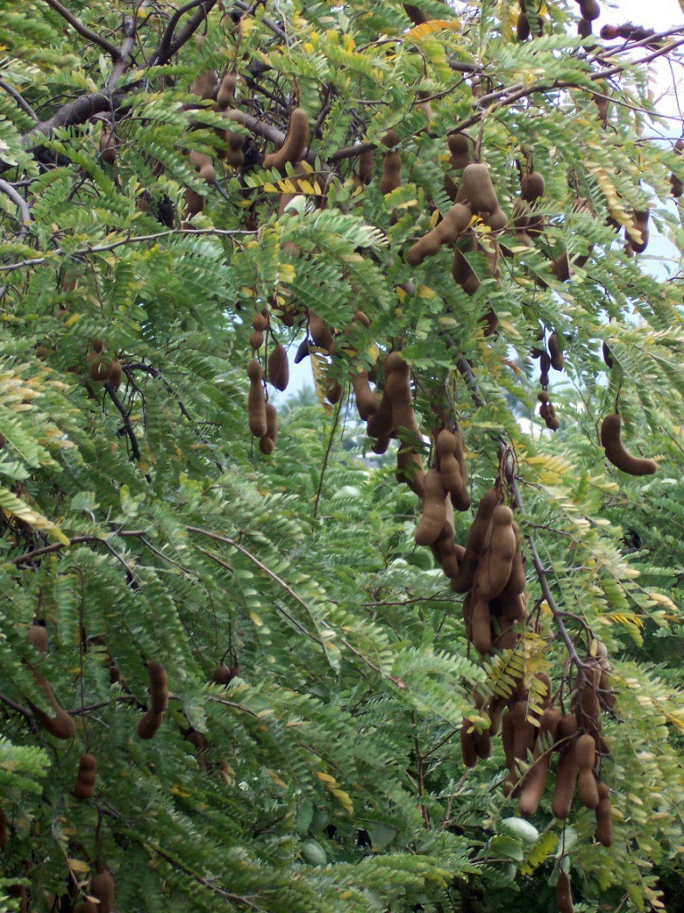 Bài thuốc từ cây me