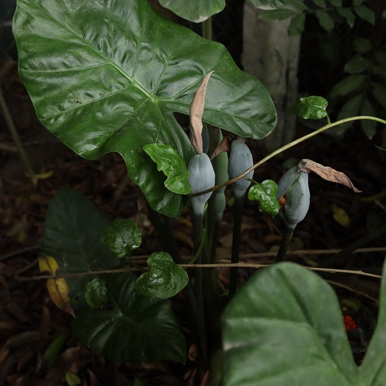 Thông tin đặc điểm cây RÁI