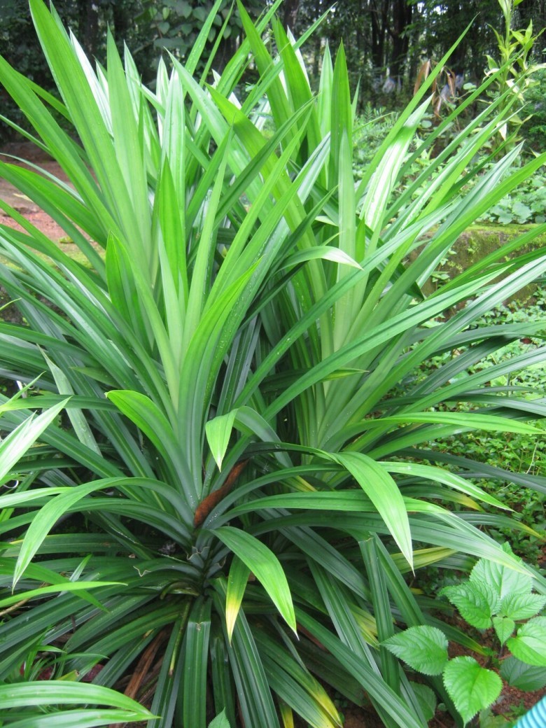Những Bài thuốc hay từ cây dứa thơm, cây lá dứa, lá dứa