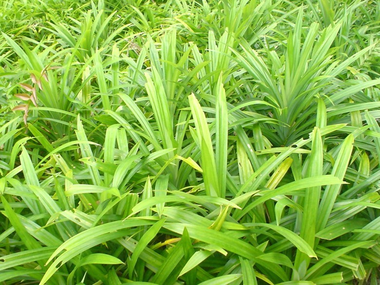 Lưu ý khi dùng lá dứa