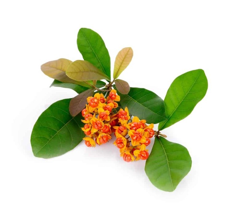 1. Quan niện của y học cổ truyền về ung thư