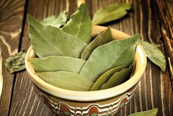 Tác dụng của trà nguyệt quế đối với sức khỏe