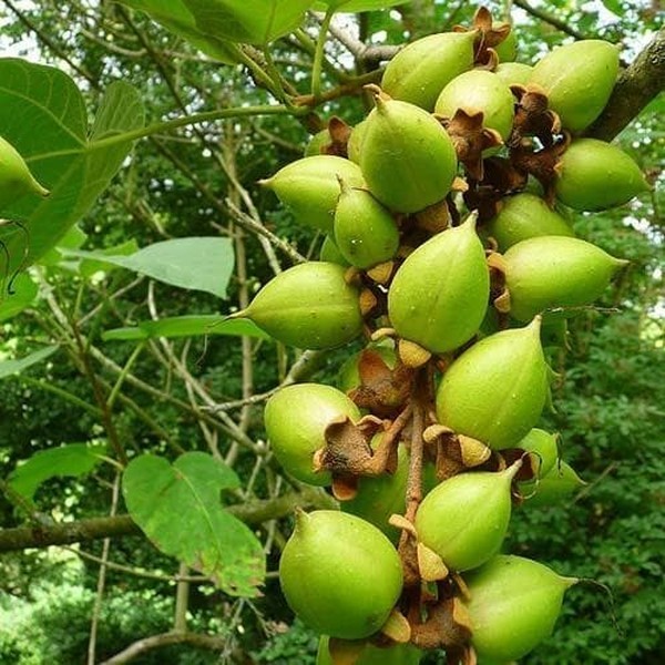 Quả là dạng quả nang khô hình trứng dài 3 - 4 cm, chứa nhiều hạt nhỏ