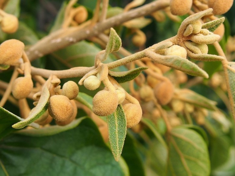 Paulownia tomentosa đã được đề xuất làm cây trồng để sử dụng trong các dự án thu hồi carbon, đồng thời có giá trị về gỗ và tính thẩm mỹ.