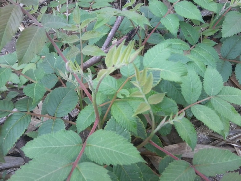 Sơn muối - Rhus chinensis Mill. Danh pháp đồng nghĩa Rhus javanica auct. Rhus semialata Murray