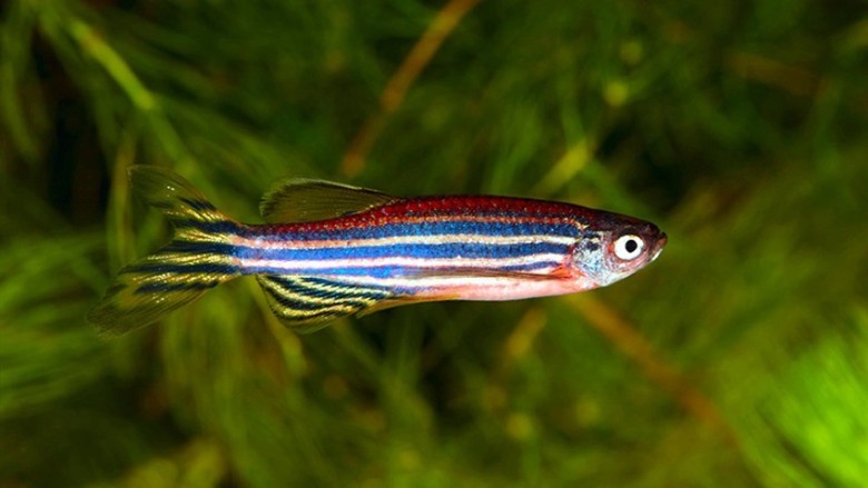 Cá Ngựa Vằn - Danio vằn