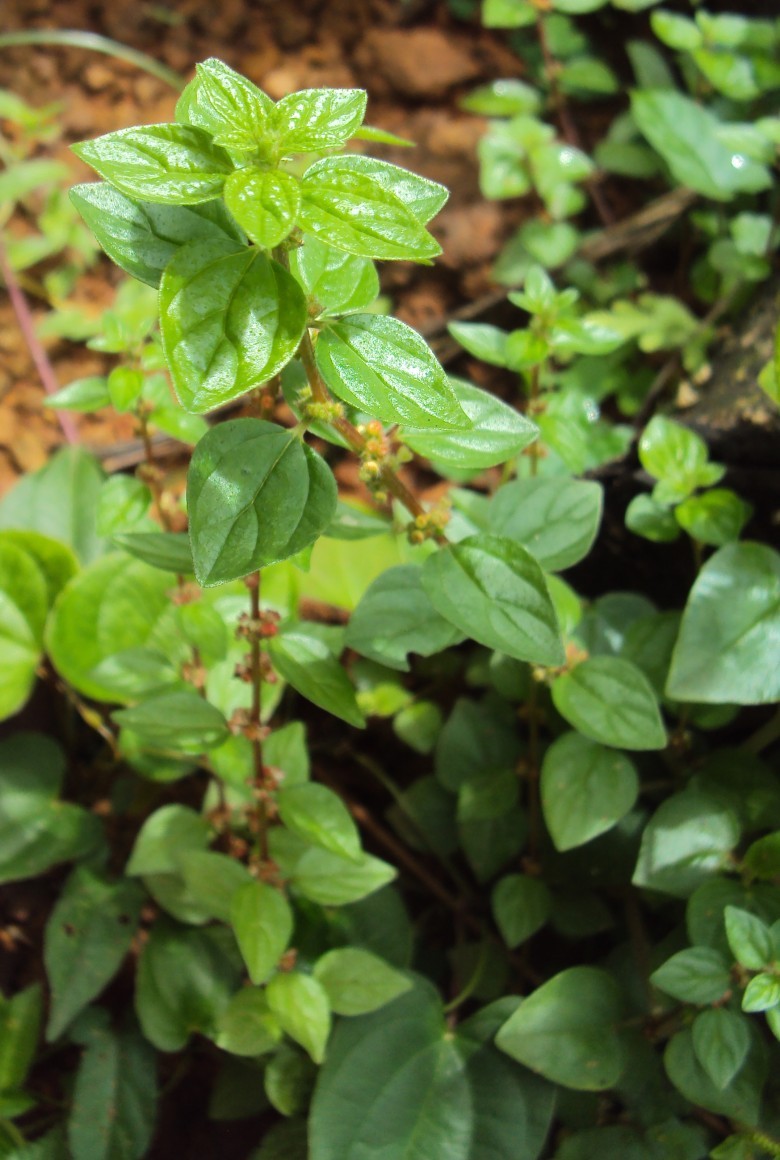 CÂY BỌ MẮM Còn có tên là cây thuốc dòi.  Tên khoa học Pouzolzia zeylanica Benn. (Pouzolzia indica Gaud.)  Thuộc họ Gai Urticaceae.