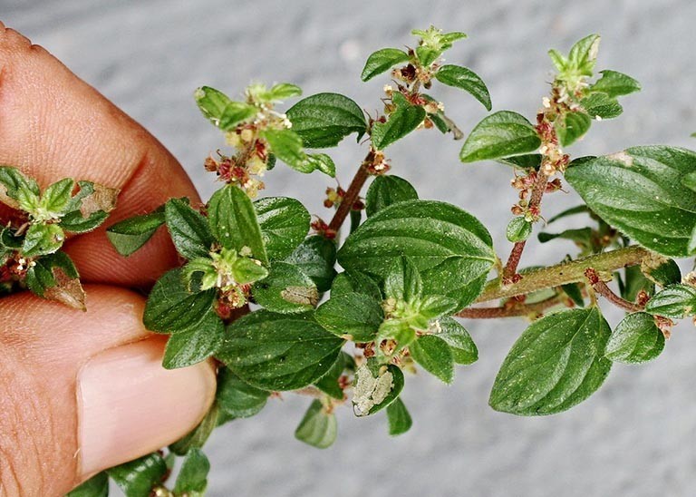 Một số bài thuốc chữa bệnh từ cây thuốc dòi